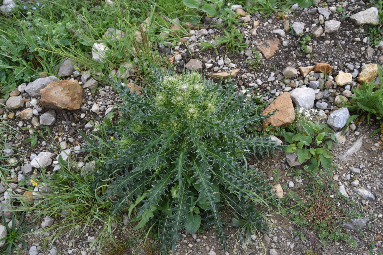 Image of Cirsium obvallatum specimen.