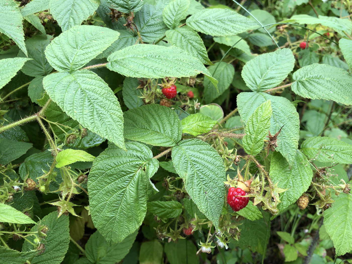 Image of Rubus matsumuranus specimen.