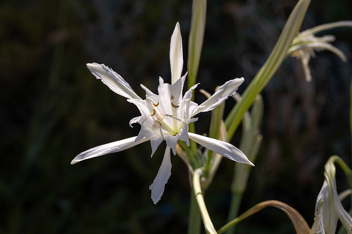 Изображение особи Pancratium maritimum.