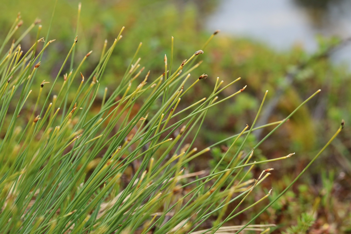 Изображение особи Trichophorum cespitosum.