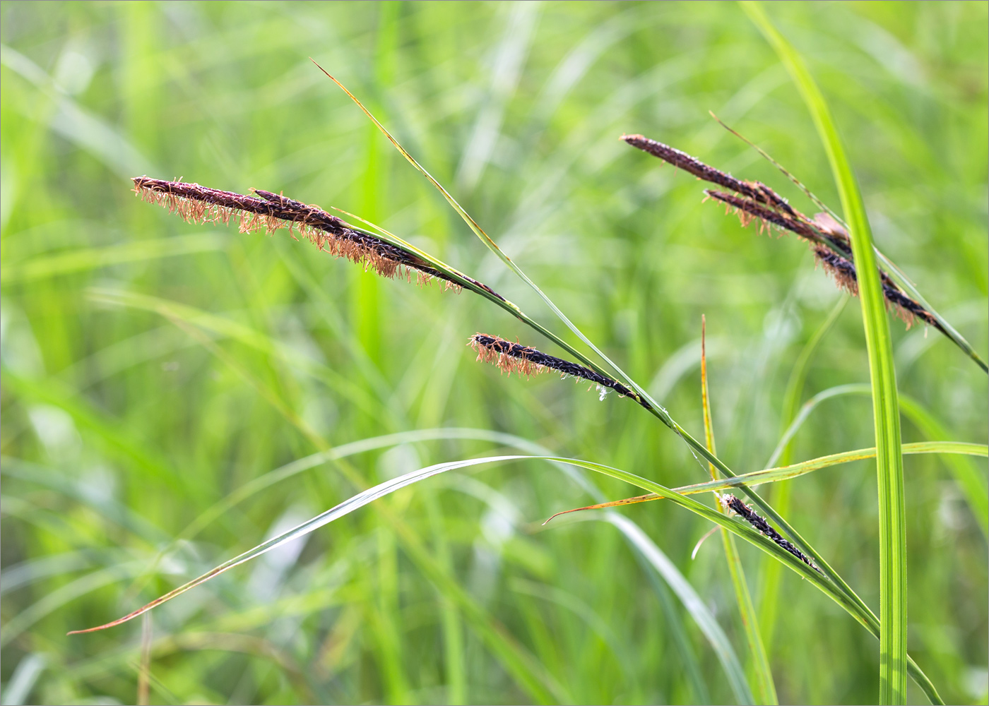 Image of Carex acuta specimen.