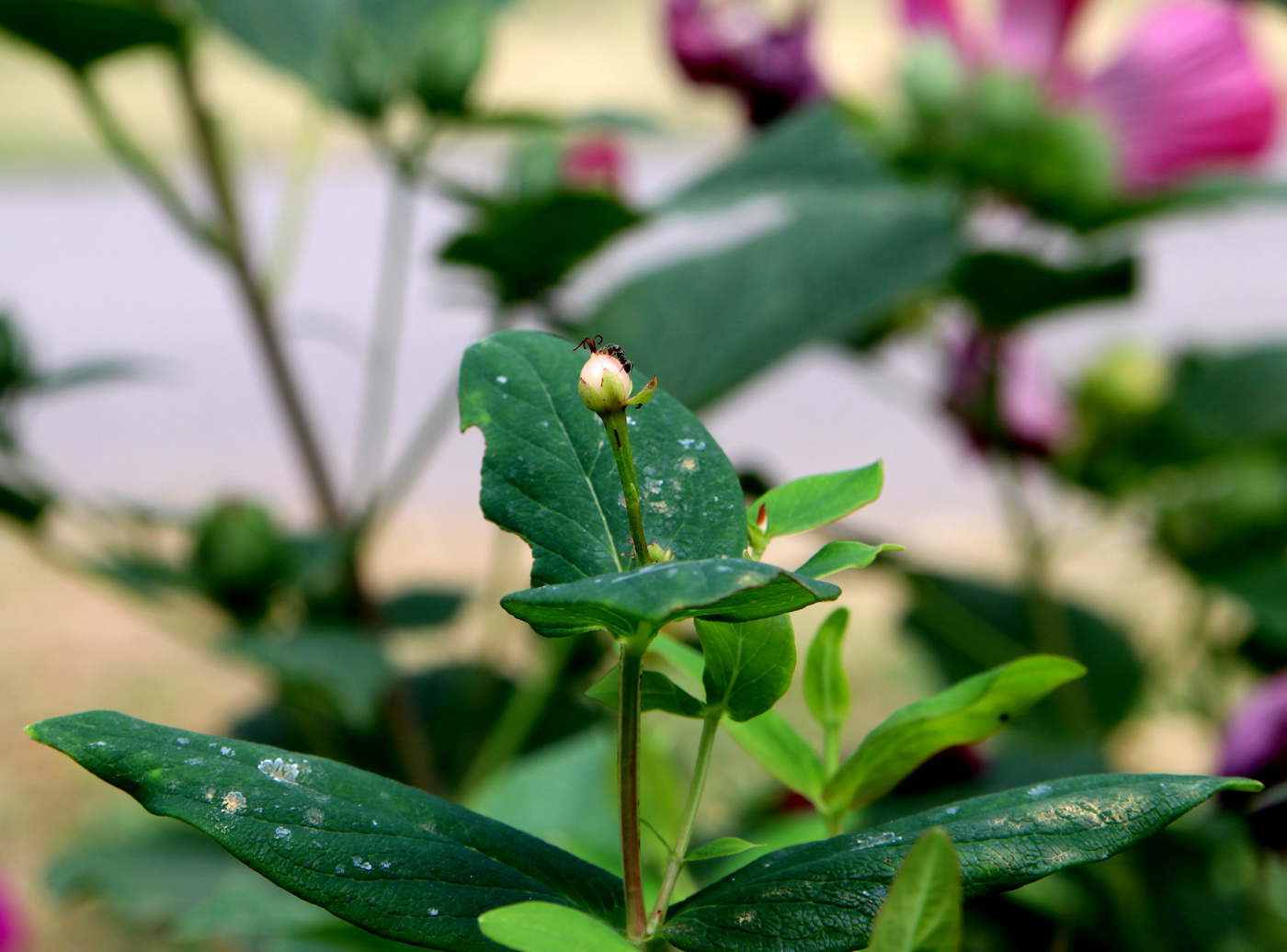 Image of Hypericum androsaemum specimen.