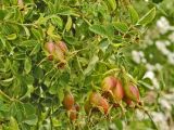Смотреть изображение Rosa rubiginosa