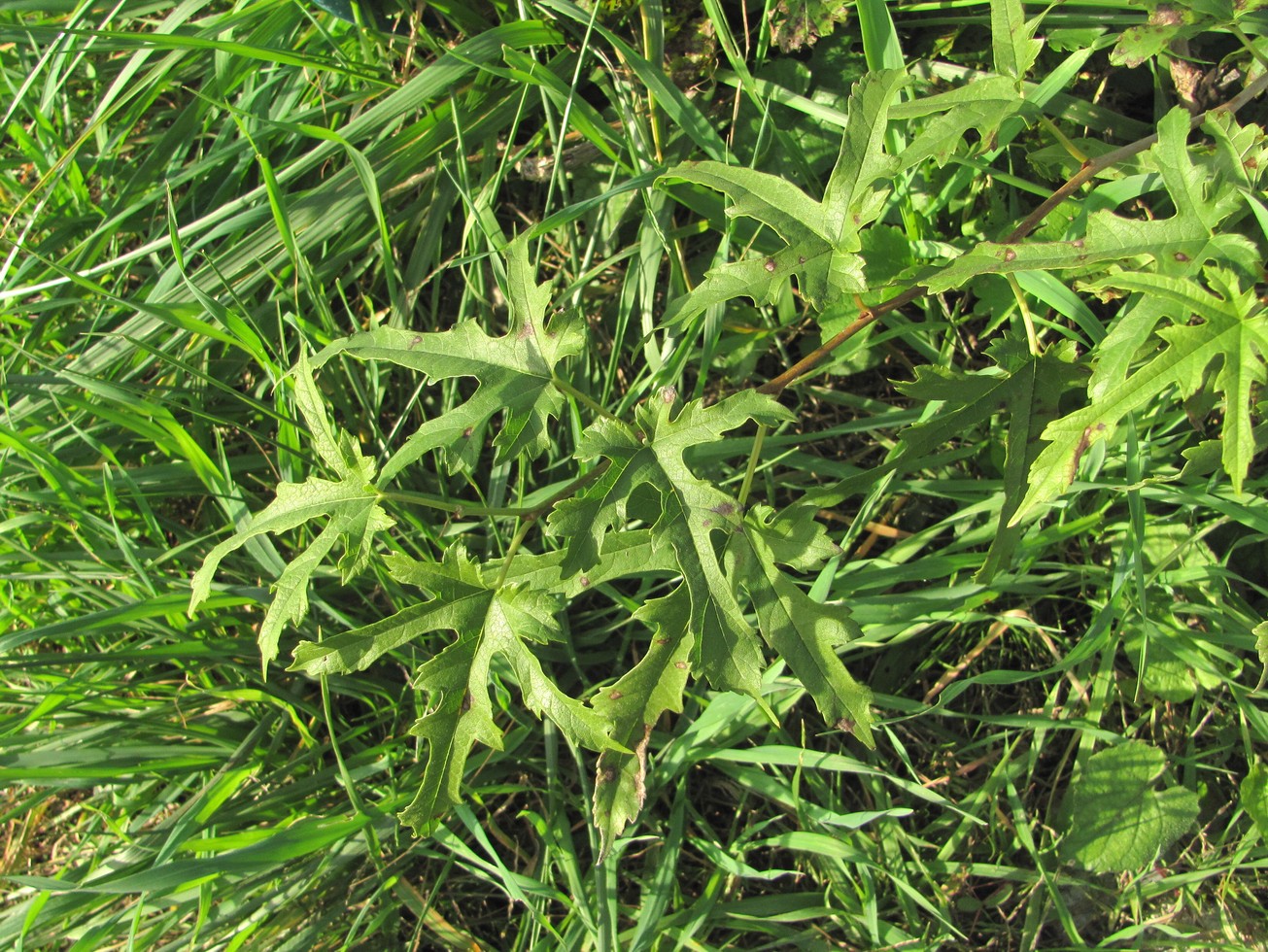 Image of familia Malvaceae specimen.