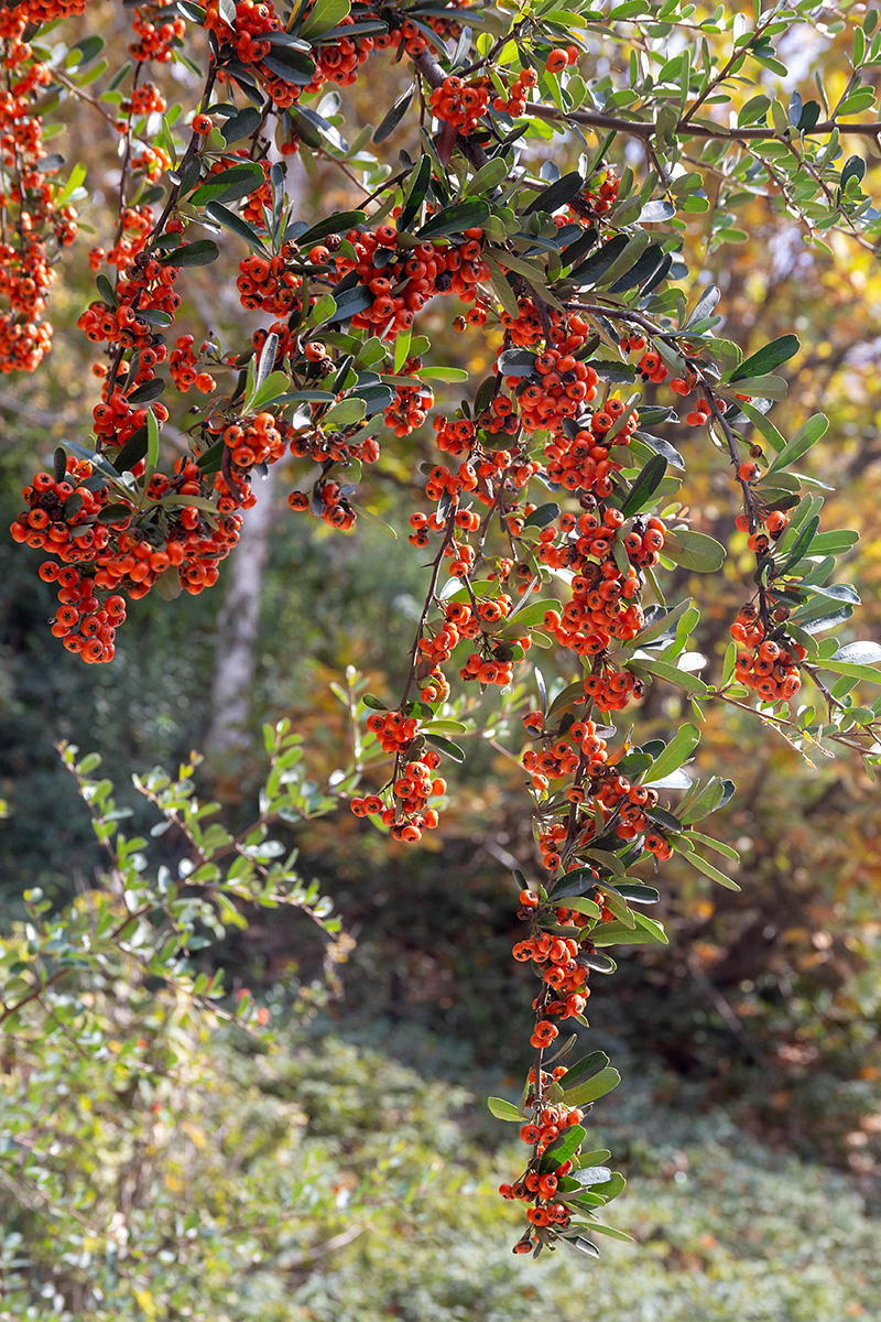 Изображение особи Pyracantha coccinea.