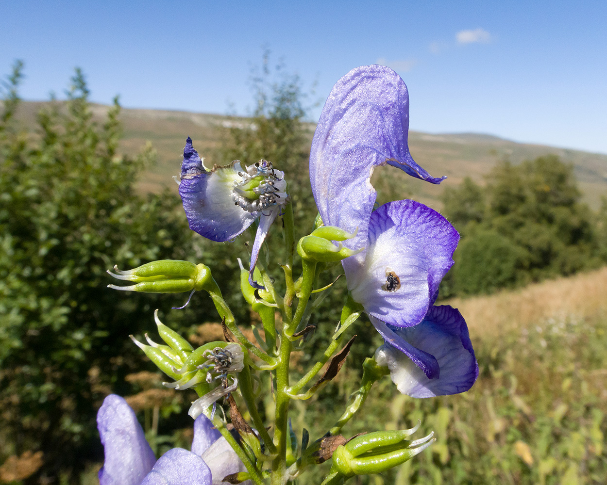 Image of Aconitum nasutum specimen.