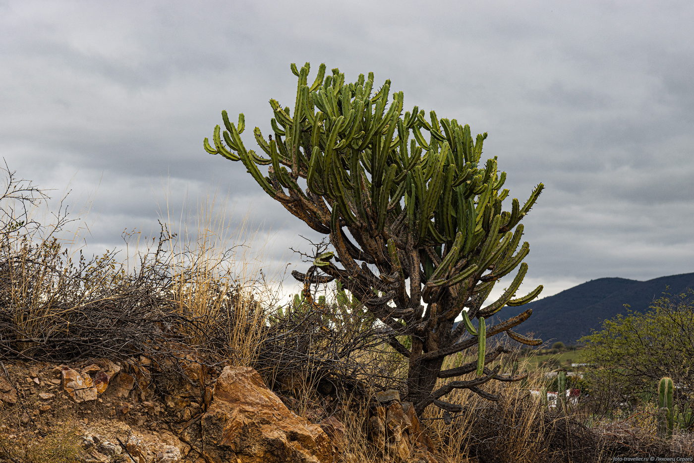 Изображение особи семейство Cactaceae.