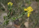 Genista hispanica. Верхушка веточки с распускающимся и нераспустившимся соцветиями. Испания, автономное сообщество Каталония, провинция Жирона, комарка Альт-Эмпорда, муниципалитет Альбанья, окр. руин Monestir de sant Llorenç de Sous, 855 м н.у.м., пологое плато, опушка смешанного леса. 10.04.2023.