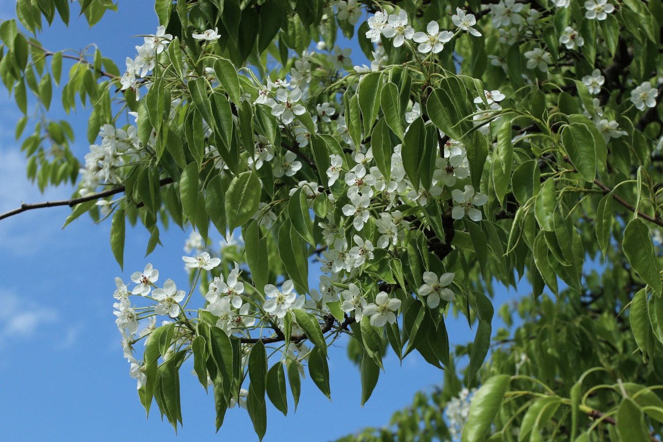 Image of genus Pyrus specimen.