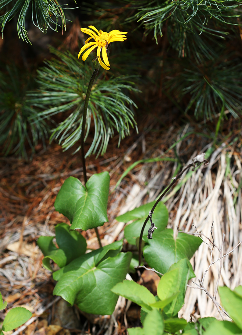 Изображение особи Ligularia alticola.