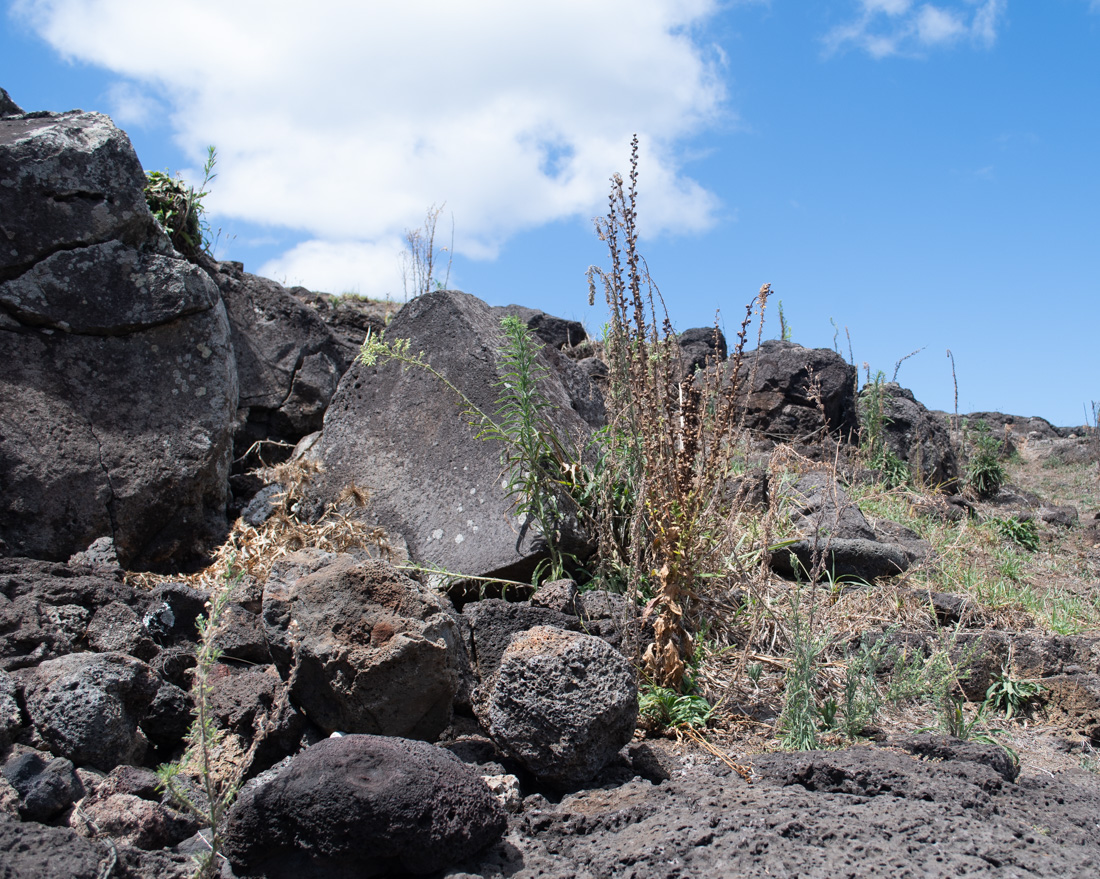 Image of Verbascum virgatum specimen.