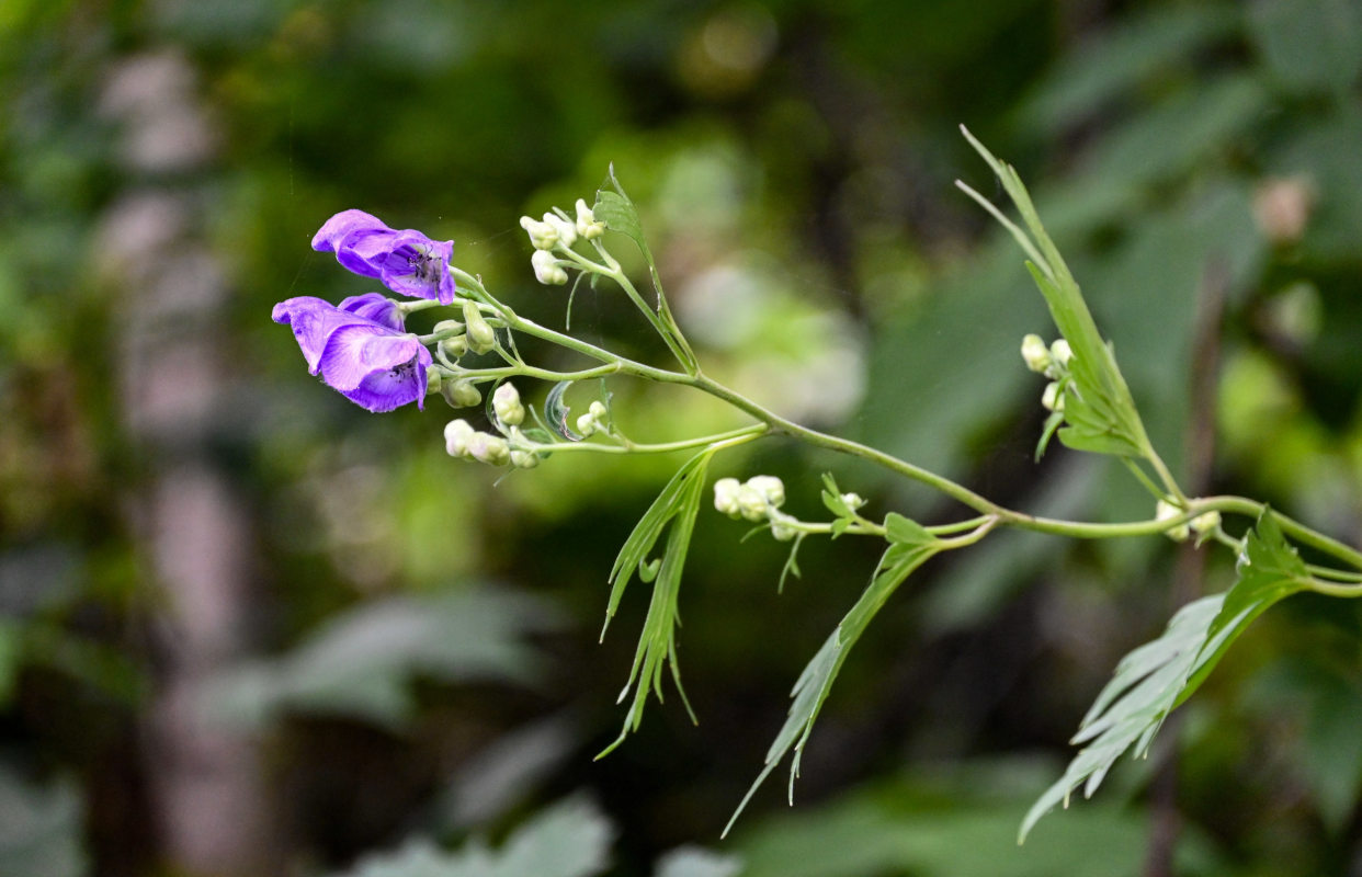 Изображение особи род Aconitum.