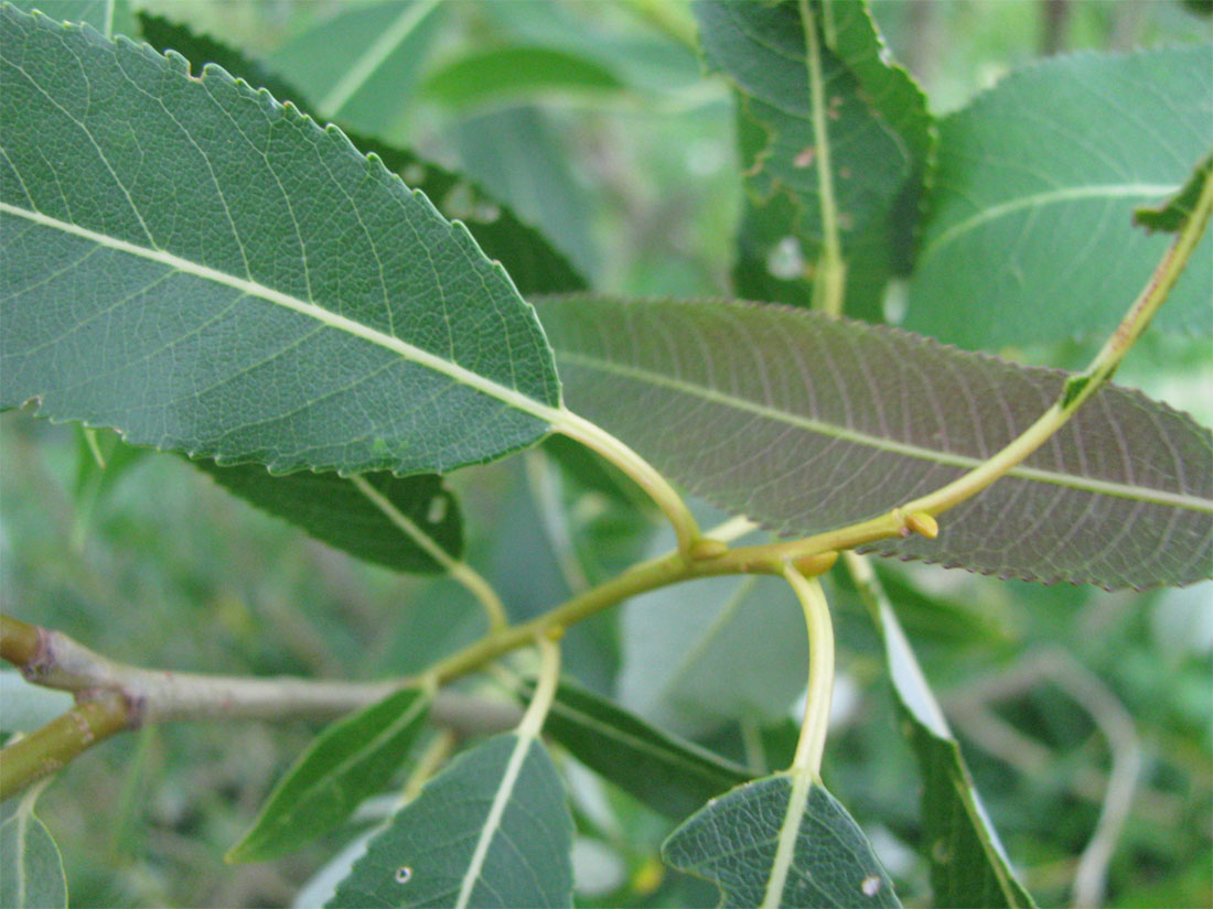 Image of genus Salix specimen.