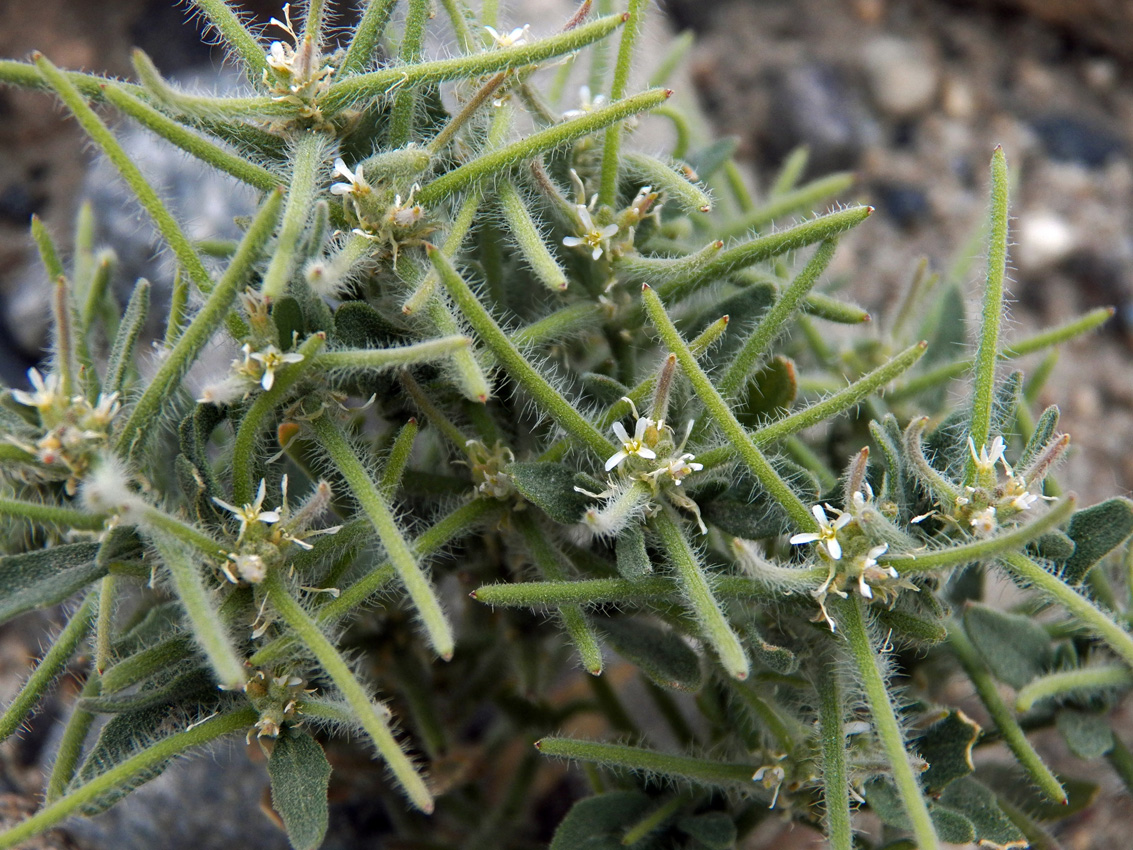 Image of Strigosella strigosa specimen.