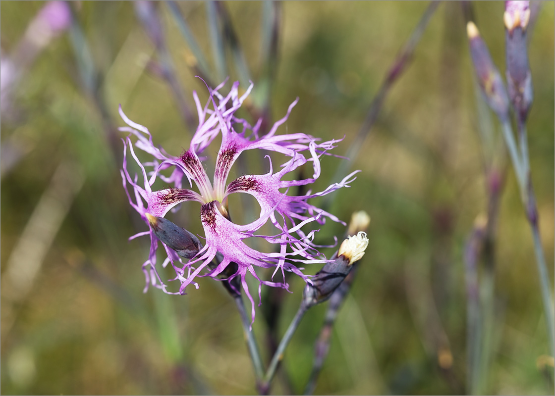 Image of Dianthus superbus specimen.