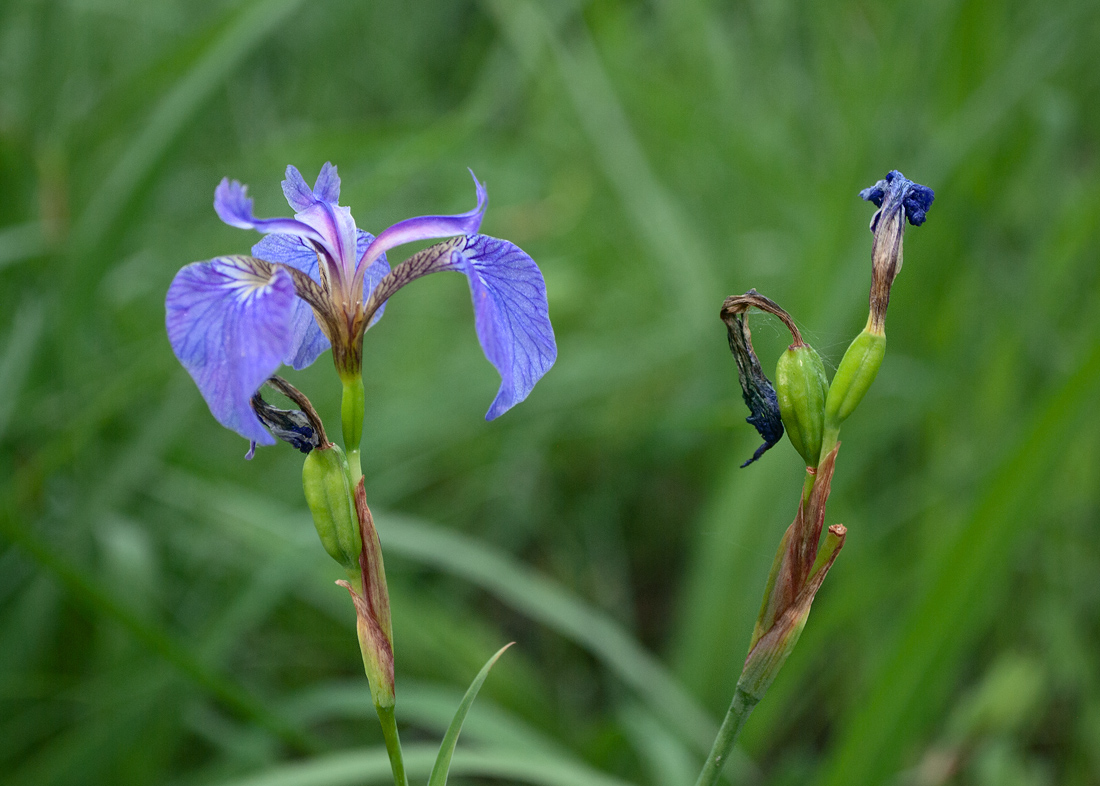 Image of Iris setosa specimen.