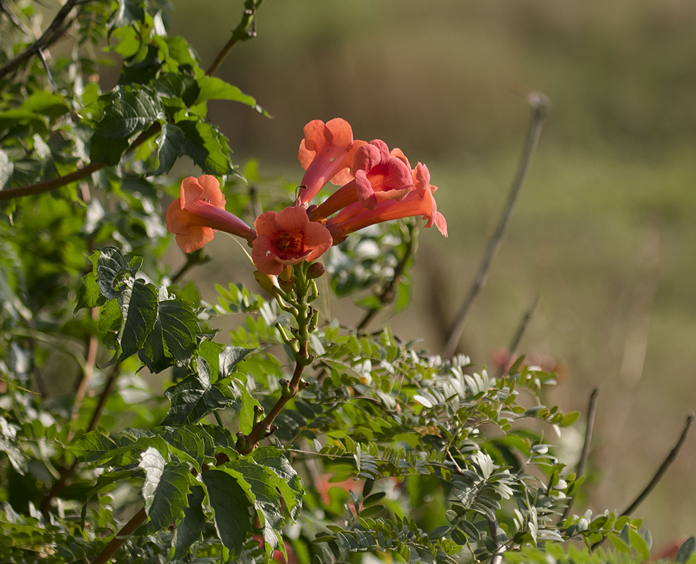 Изображение особи Campsis radicans.