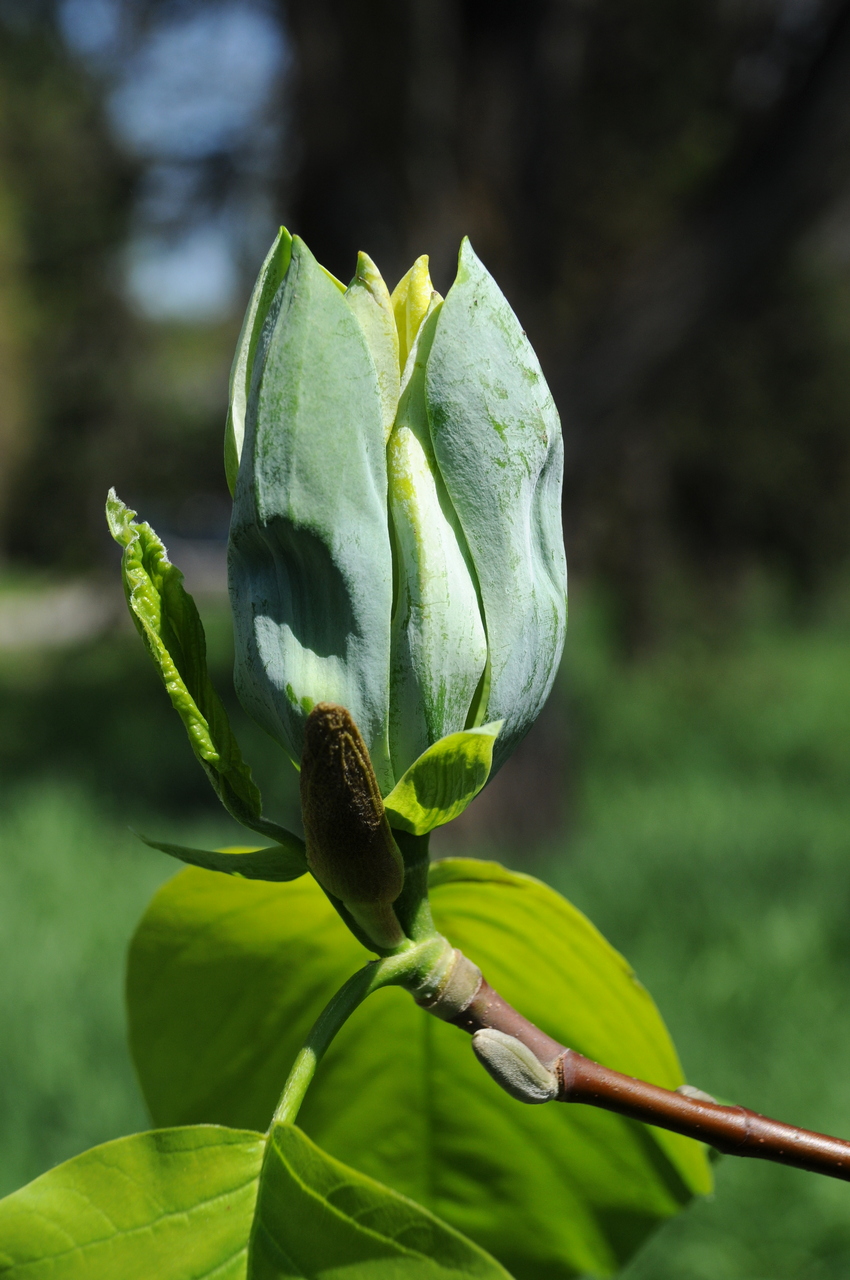 Изображение особи Magnolia acuminata.