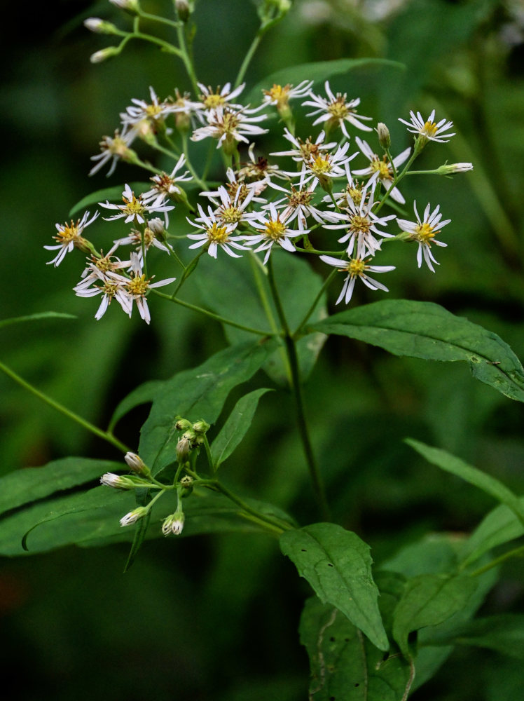 Image of Aster glehnii specimen.