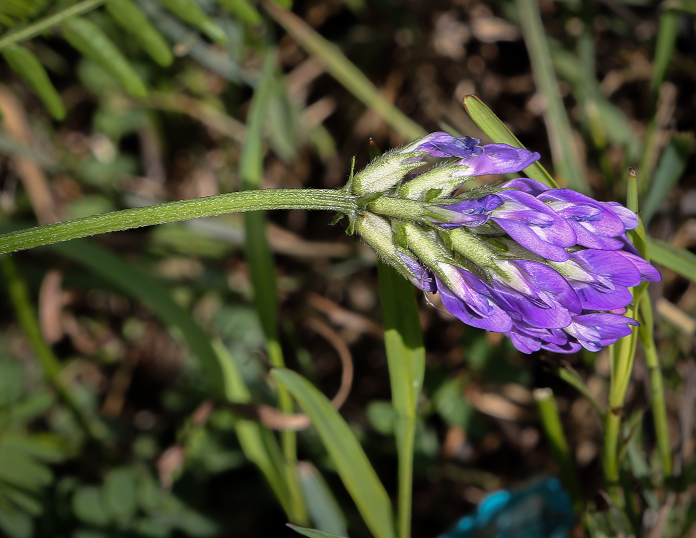 Изображение особи Astragalus danicus.