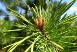 Pinus sylvestris