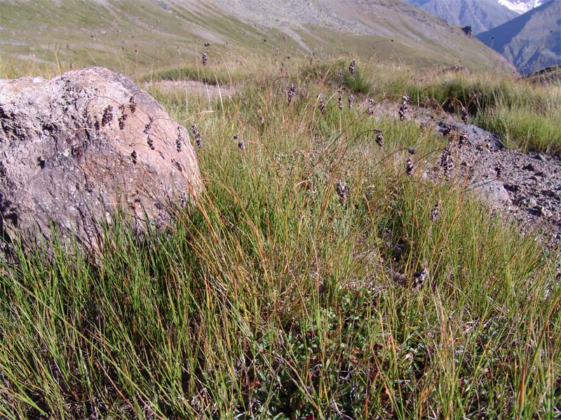 Image of Luzula spicata specimen.