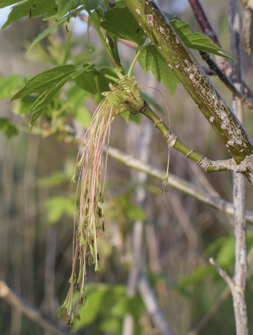 Image of Acer negundo specimen.