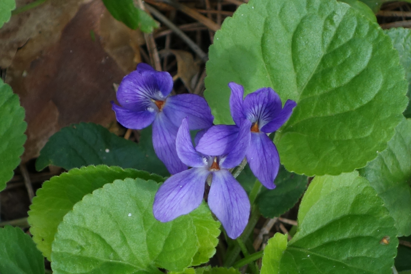 Image of Viola odorata specimen.