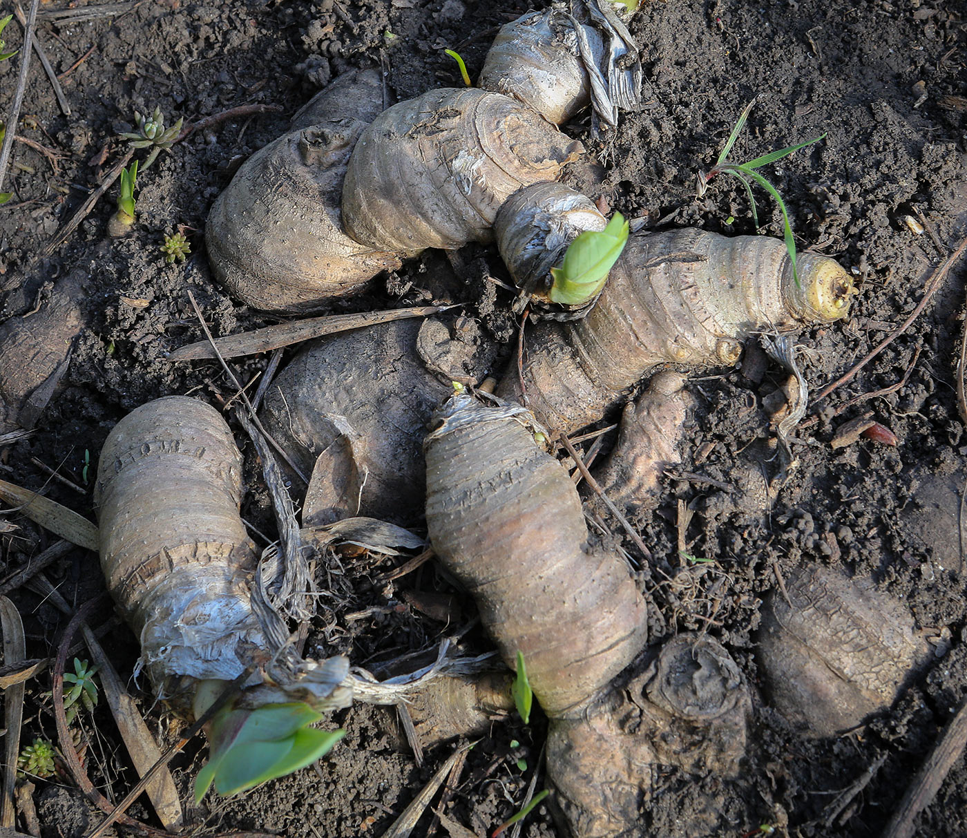 Image of genus Iris specimen.