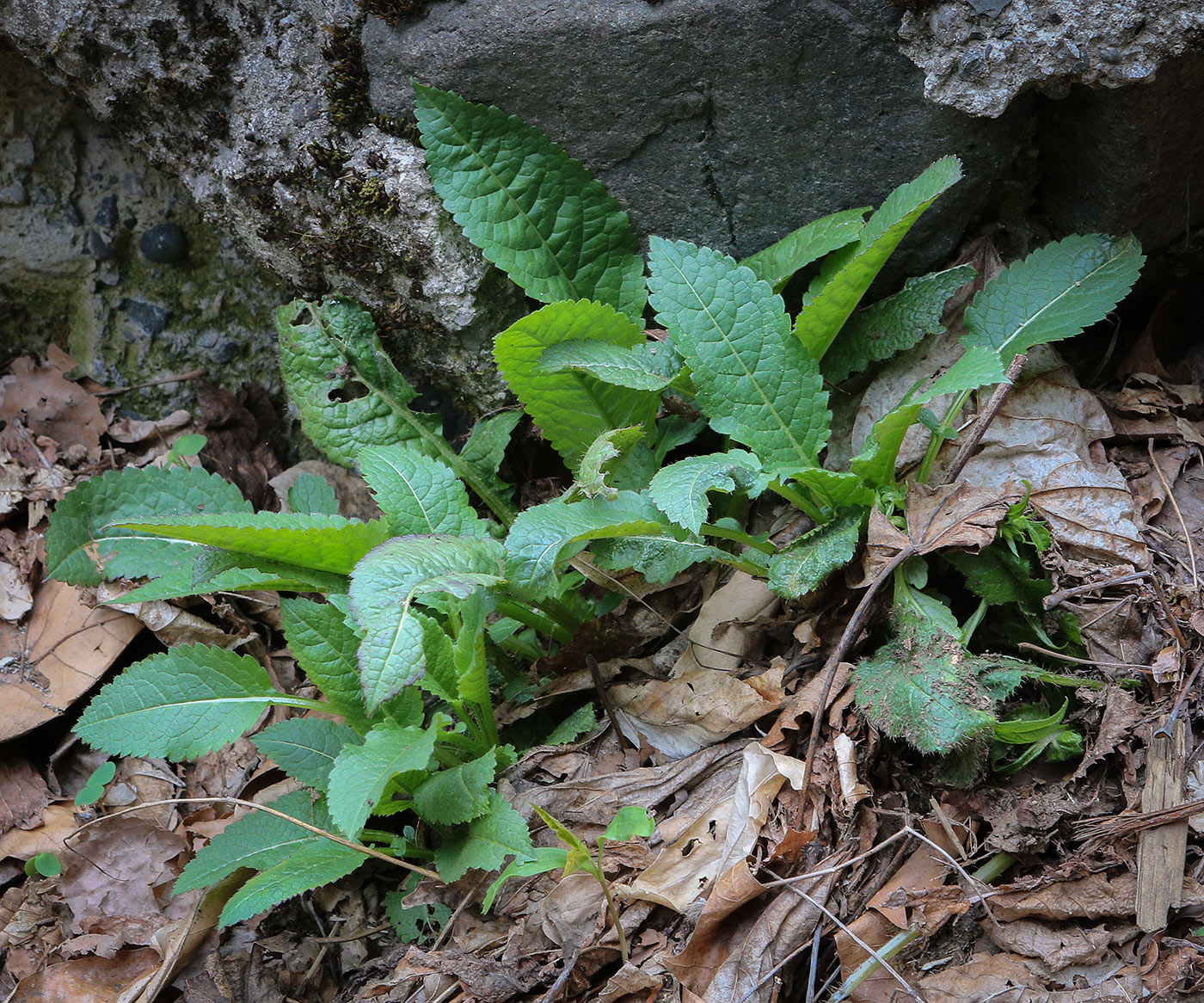 Image of Dipsacus pilosus specimen.