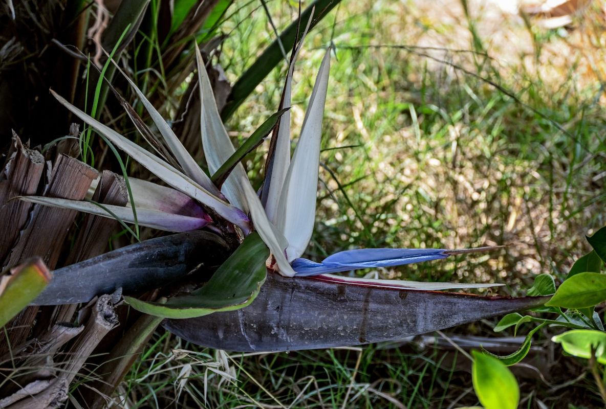 Image of Strelitzia nicolai specimen.