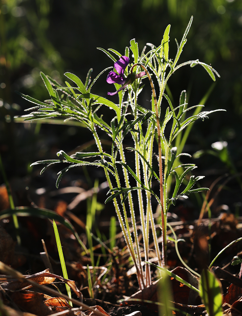 Изображение особи Viola dissecta.