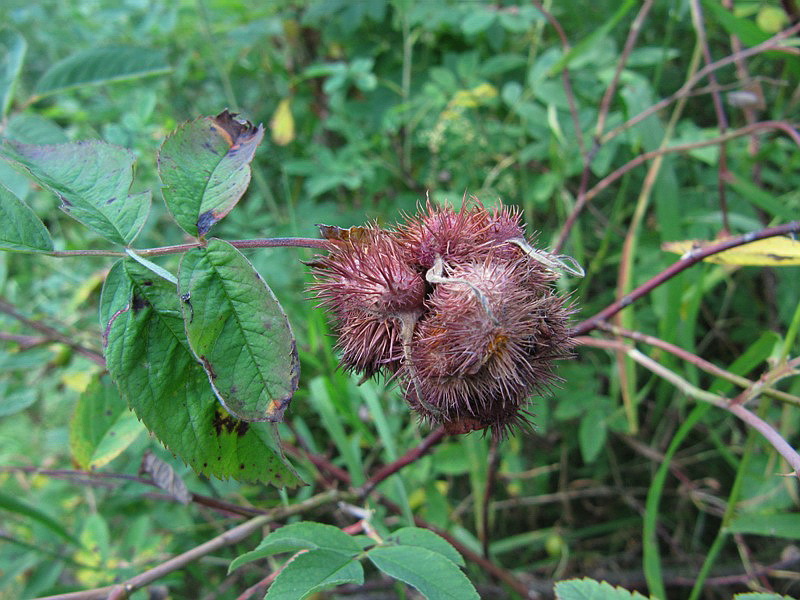 Image of genus Rosa specimen.