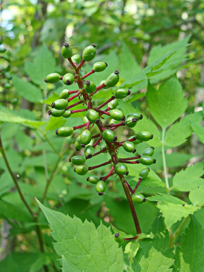 Изображение особи Actaea erythrocarpa.