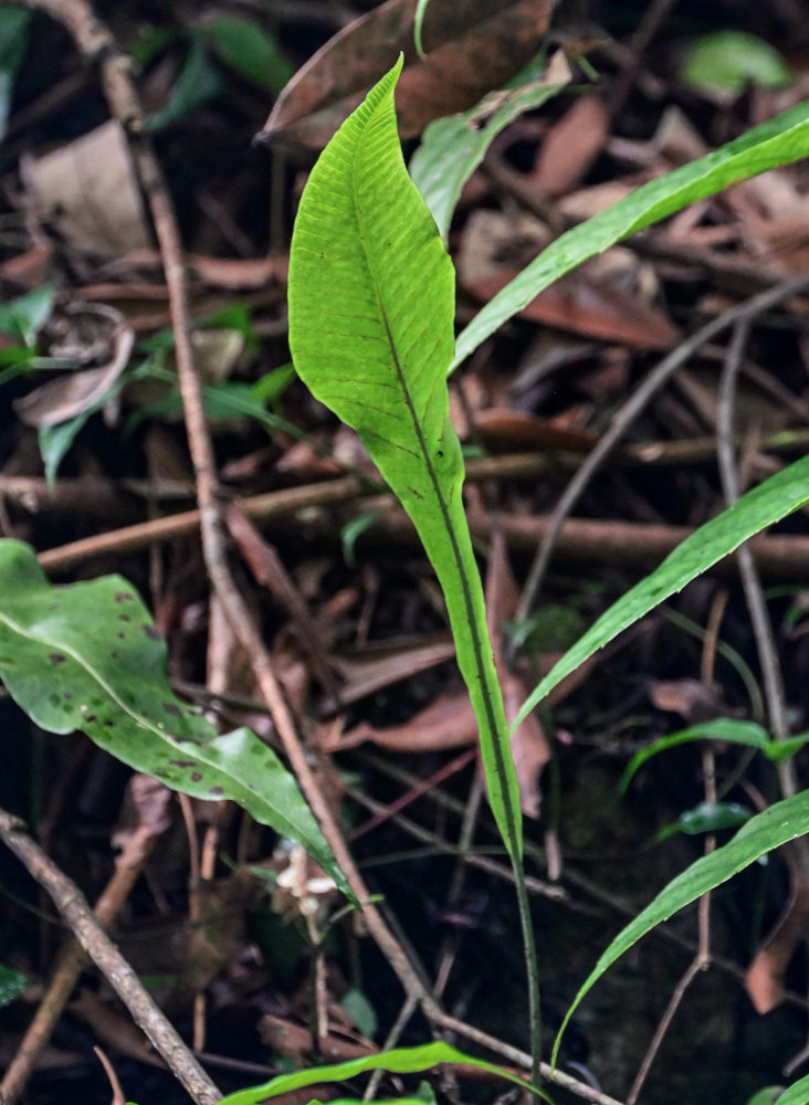 Изображение особи Leptochilus wrightii.