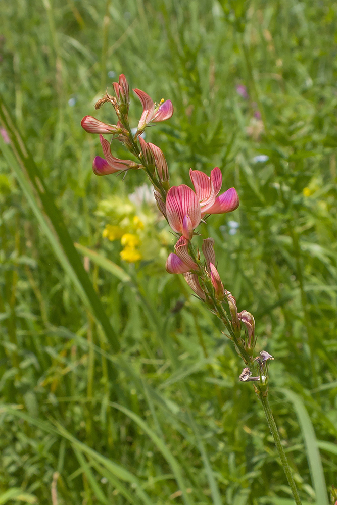 Изображение особи Onobrychis inermis.