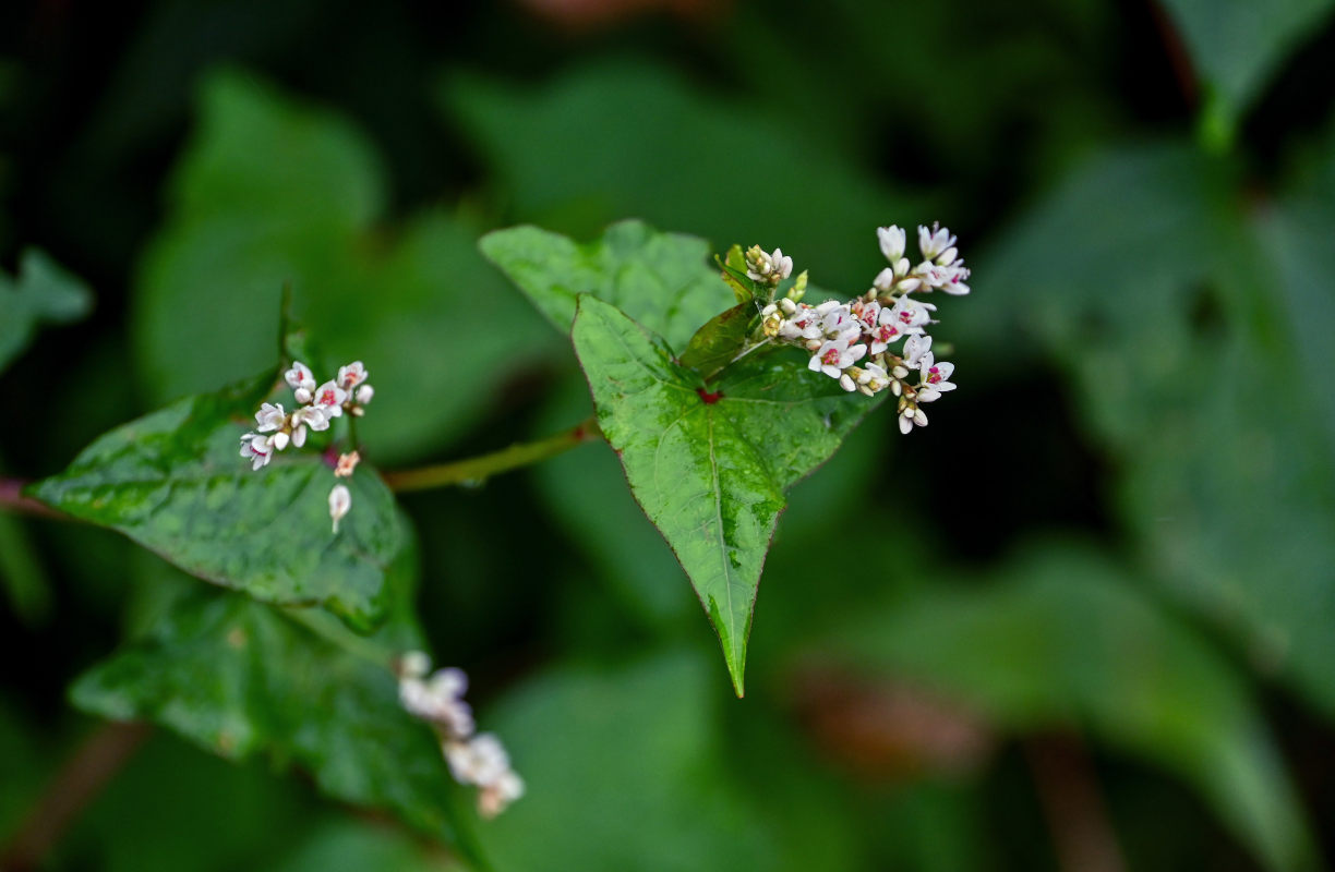 Изображение особи Fagopyrum cymosum.