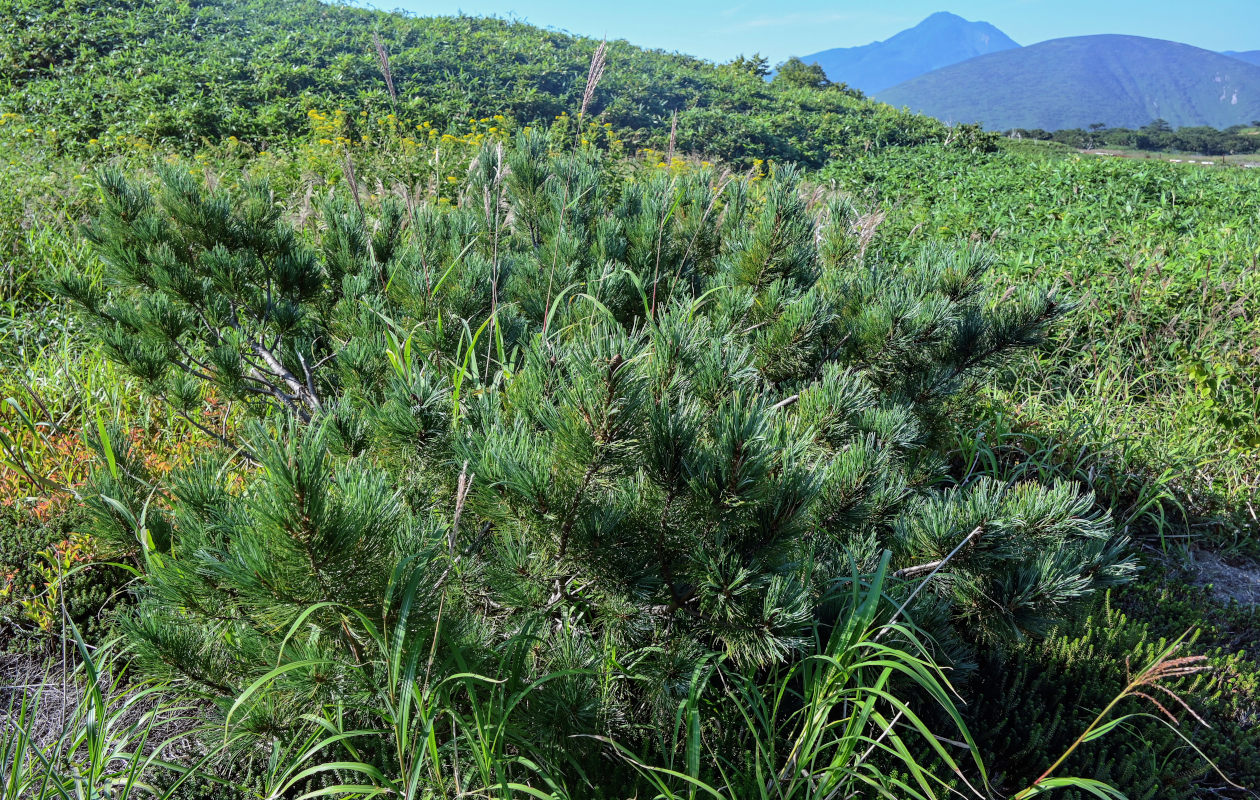 Image of Pinus pumila specimen.