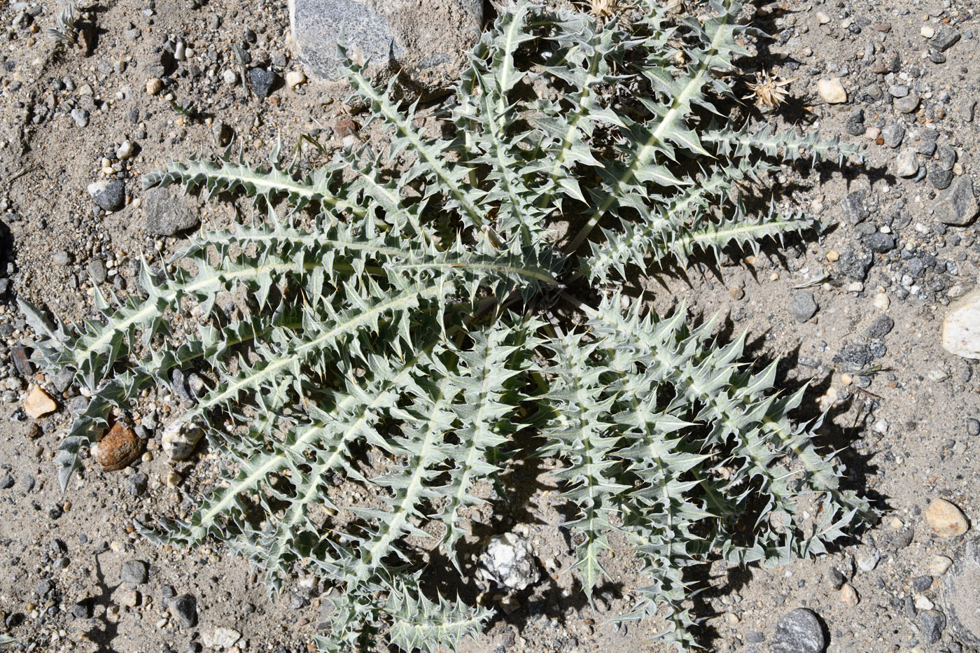 Image of genus Cousinia specimen.