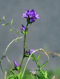 Campanula glomerata