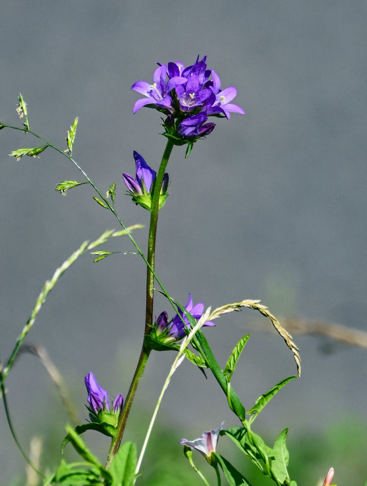 Image of Campanula glomerata specimen.