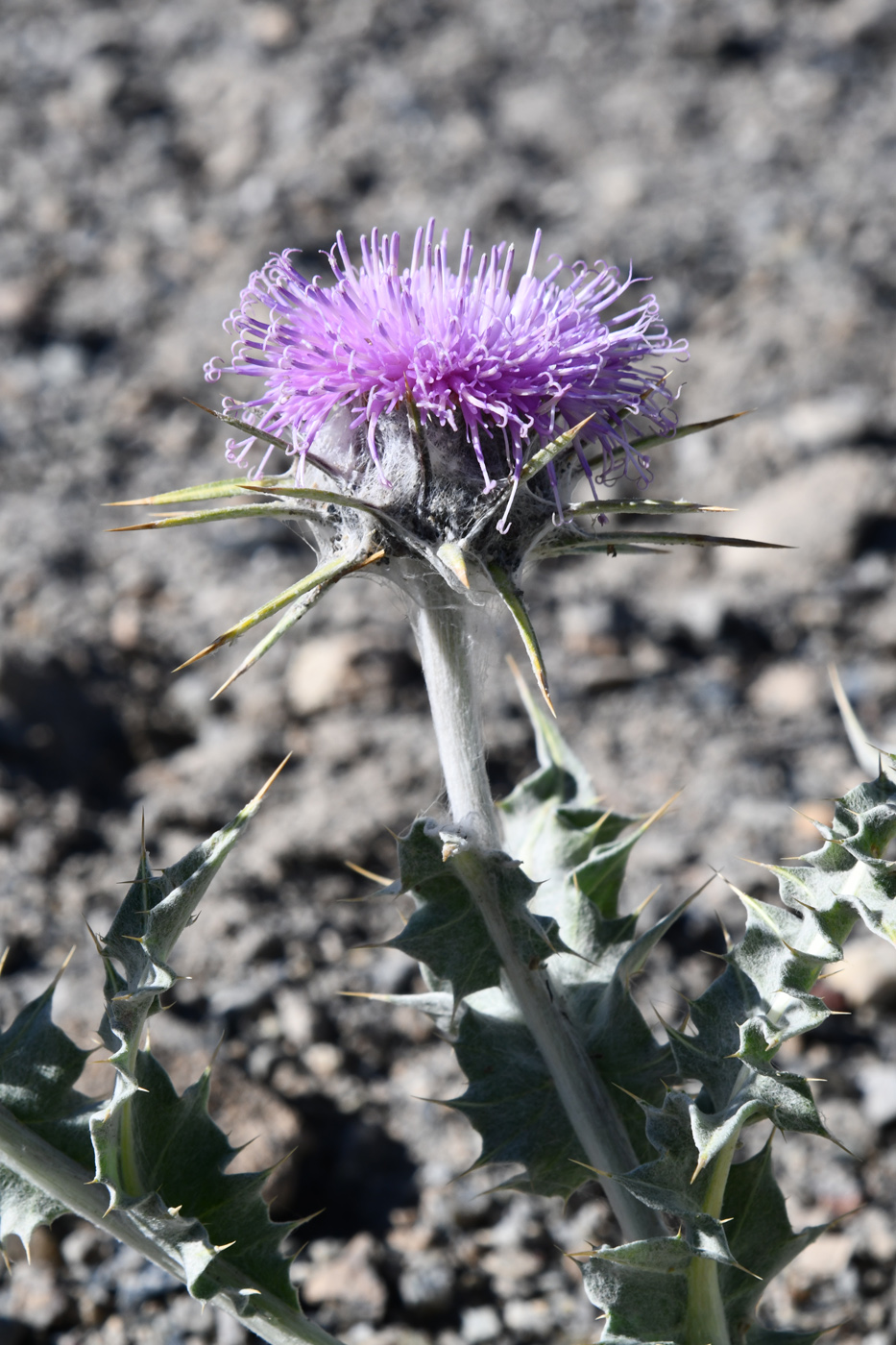 Изображение особи Cousinia speciosa.