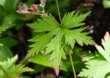 Geranium erianthum. Стеблевой лист. Камчатский край, Елизовский р-н, каменноберезовый лес вдоль тропы к оз. Тахколоч. 04.08.2024.