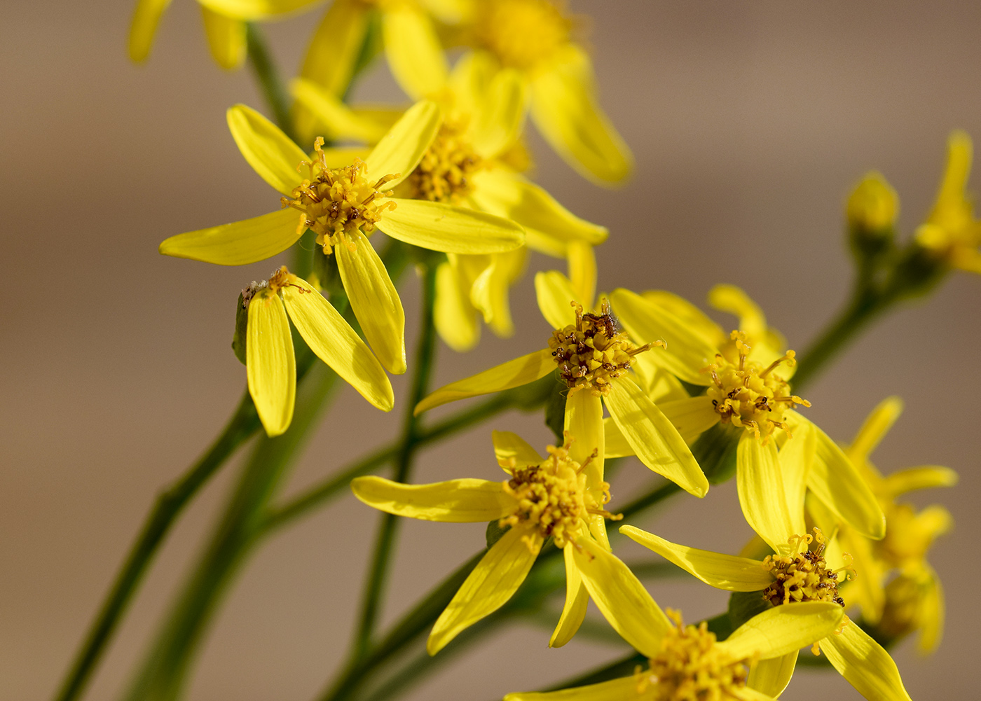 Изображение особи Senecio pseudolongifolius.