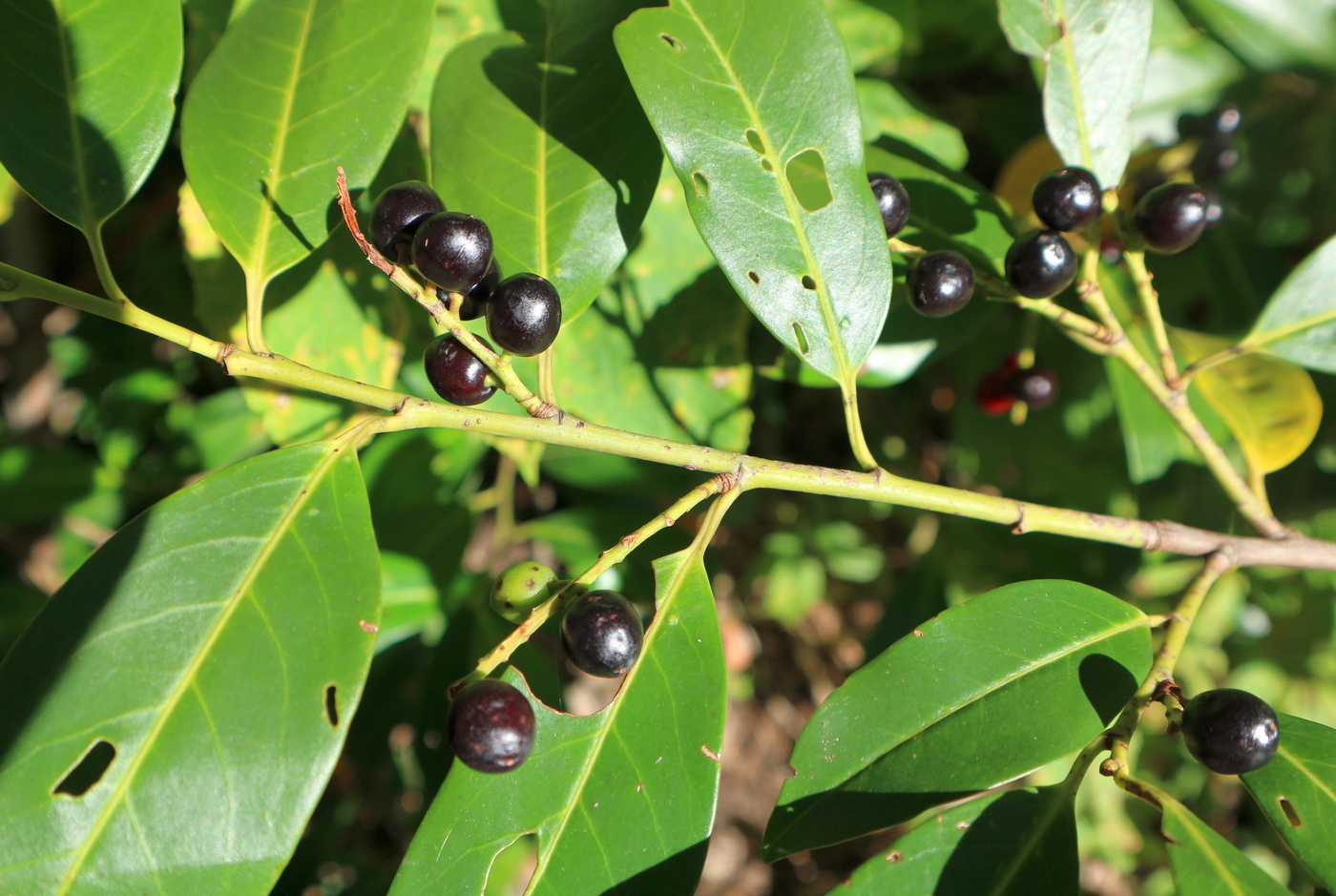 Image of Lauro-cerasus officinalis specimen.