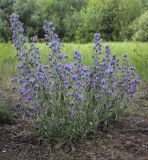 Echium vulgare