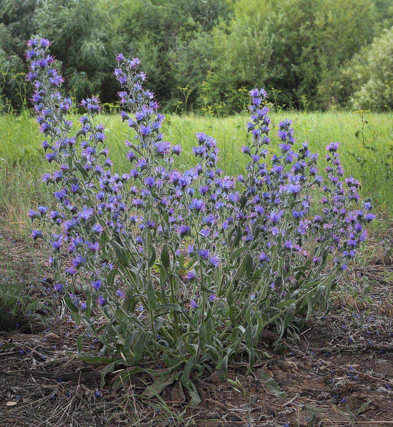 Image of Echium vulgare specimen.