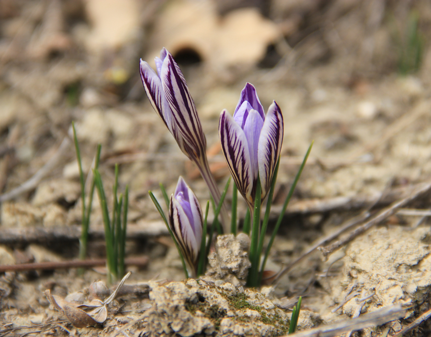 Image of Crocus reticulatus specimen.