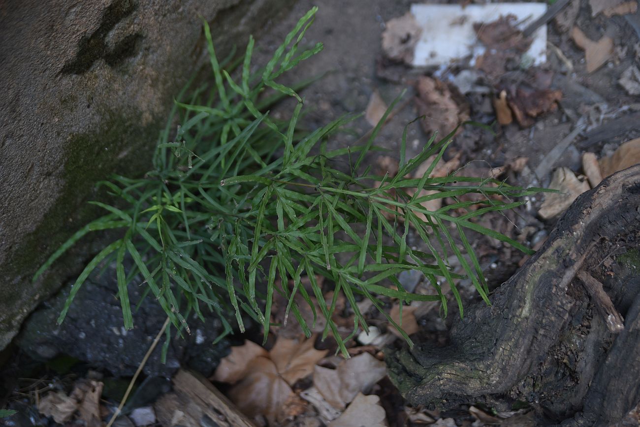 Image of Pteris multifida specimen.