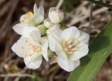 Allium blomfieldianum. Цветки и фрагмент листа. Египет, окр. г. Эль-Дабаа, первая каменная гряда, фригана. 02.02.2025.